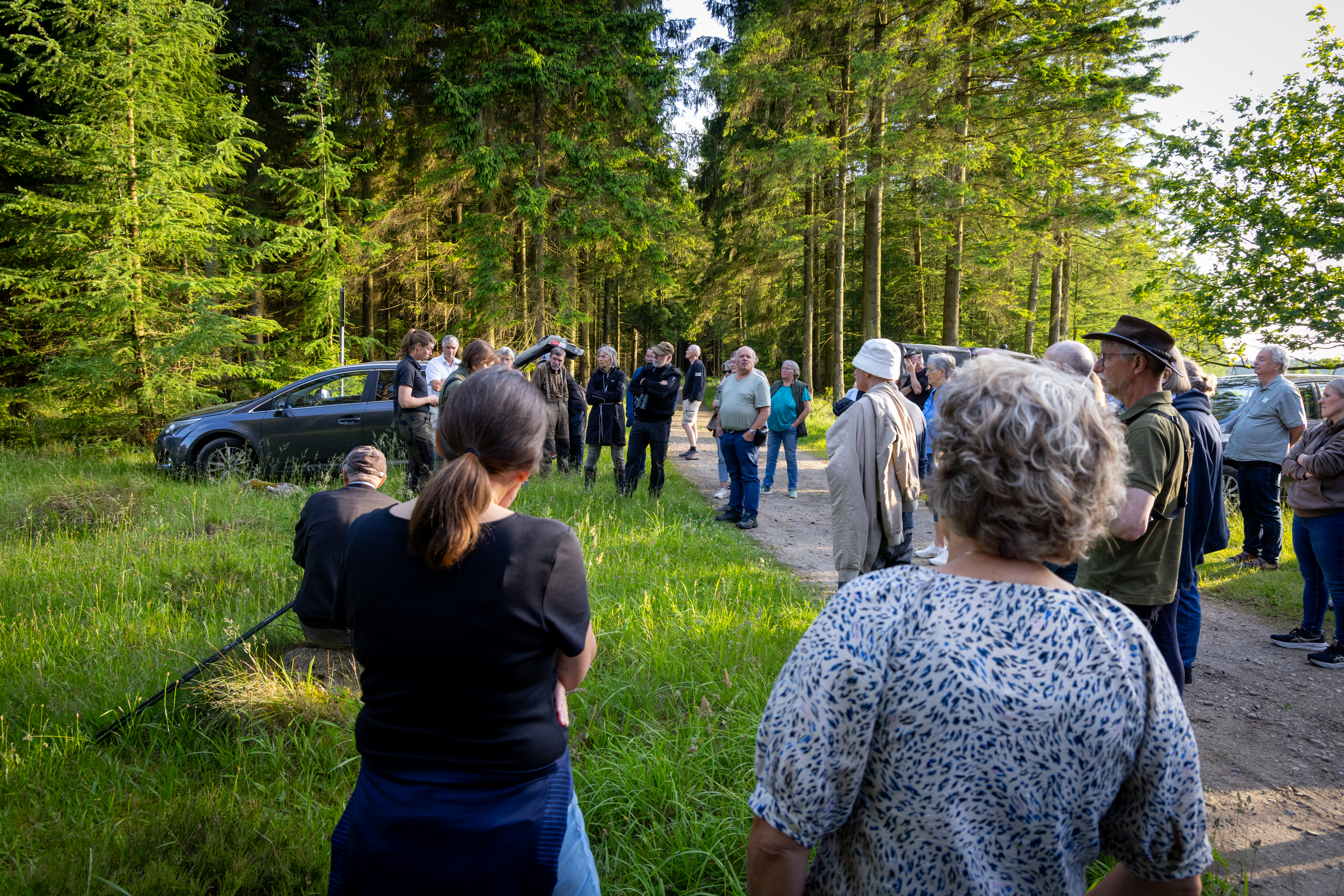 Vild sommeraften i Klelund Dyrehave